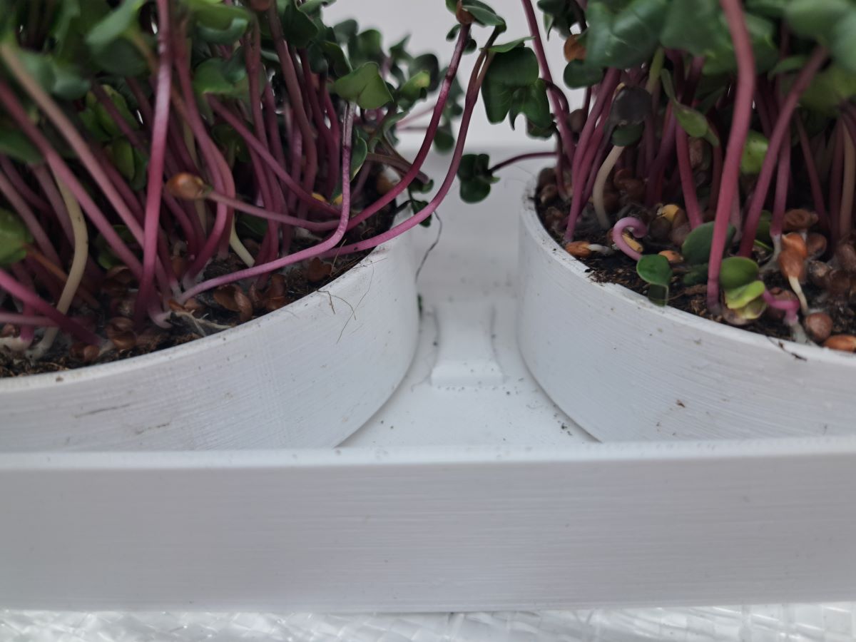 pestebni sada microgreens detail